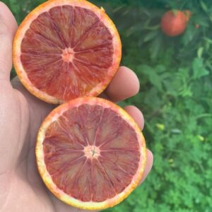 arance tarocco rosso vcr da tavola
