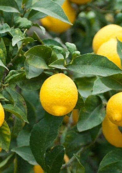 utilizzi foglie limone